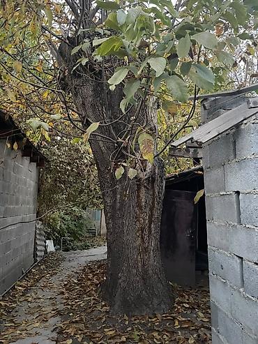 лимоное дерево: Если сами вырубите,заберете отдам даром Ореховое дерево (скорее всего — 1