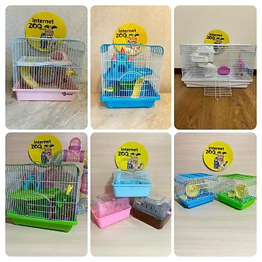 Хомяки: Продаются хомячки ручные. В нашем питомнике вы можете приобрести — 25