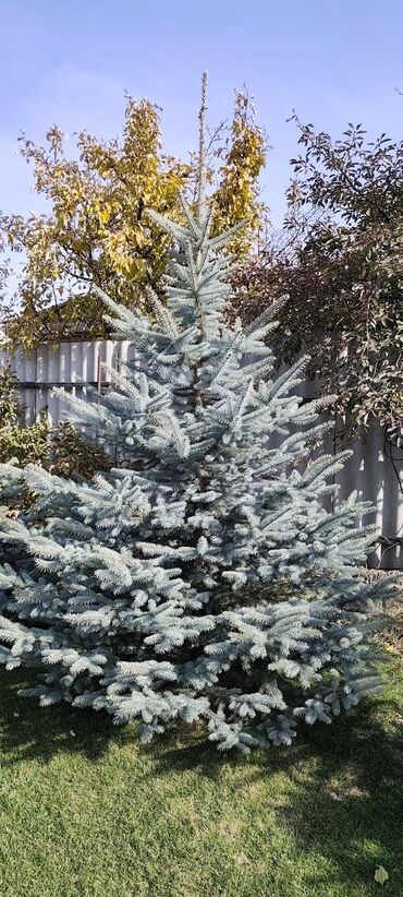 Декоративные деревья: Саженцы деревьев: Ели — 2