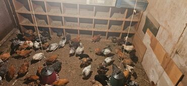 cins ineklerin satisi 2018: Toyuq, Ətlik, Ünvandan götürmə