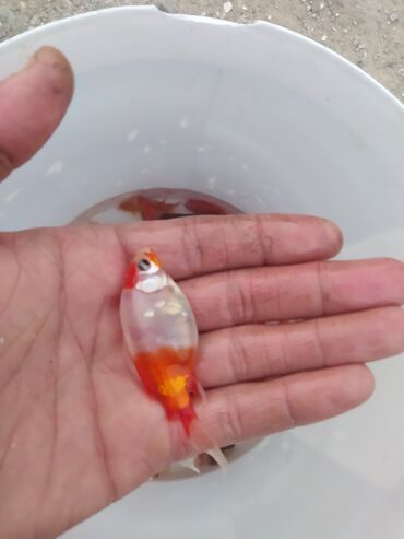 Balıqlar: Qızıl balıq, Sülhsevər, Ünvandan götürmə — 7