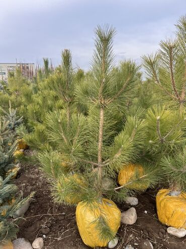 Декоративные деревья: Саженцы деревьев: Сосны — 13