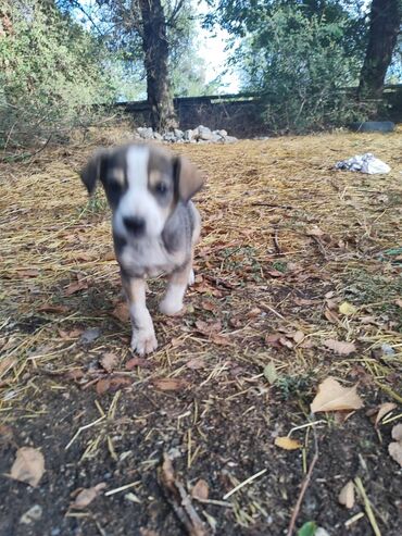 купить немецкую овчарку в бишкеке: Жөнөкөй ит, 3 айлык, Эркек