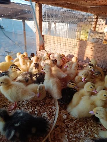 lavanda ördəyi: # 🦆 ÖRDƏK BALALARI SATIŞDA! 🦆 🐣 **Sağlam, aktiv və keyfiyyətli ördək — 4