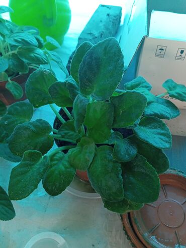 алма сурот: Комнатное растение с зелеными листьями, выращенное в терракотовом