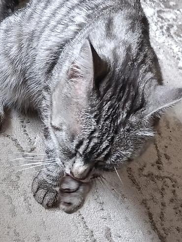 кошк: Котёнок серо-полосатого окраса (табби). Описание: - Окрас — 2