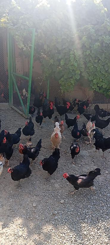 kirpi satisi: Toyuq, Australorp, Ətlik, Ünvandan götürmə — 4
