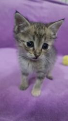 отдам даром вислоухого котенка: Мышык бекер берилет: Породасыз, Эркек