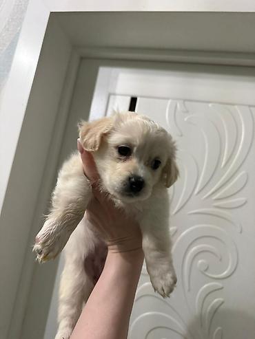 İtlər: Retriever, 2 ay — 15