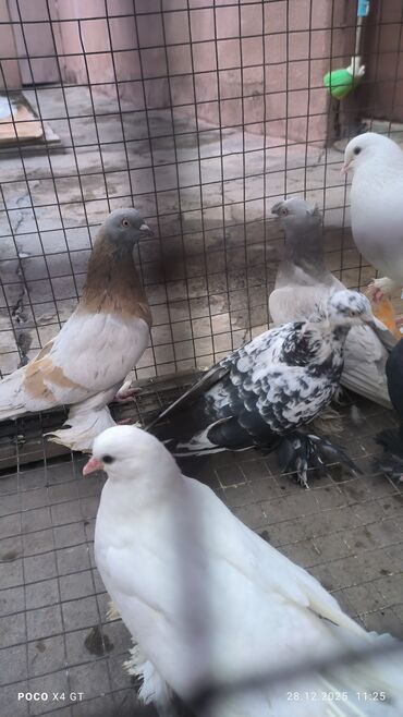 Птицы: Игровые летные цена договарная - Породы: белые павлины (характерные — 7