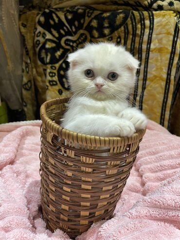 ищу кошку: Скотиш Фолд (Шотландская вислоухая), 2 месяца, Девочка, Белый, Приучена к лотку, Проглистована