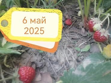 Продажа времянок: Уй магазини, клубника багы менен сатылат. Бишкектин, Алтын казык — 5