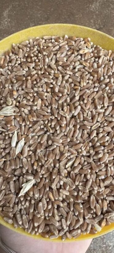 arpa bugda: Goranboy rayonynda arpa satilir.1 kilosy 32 qep.Kim cox alacaqsa xeber