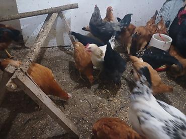 yumurtaliq toyuq satisi: Toyuq, Yumurtalıq — 9