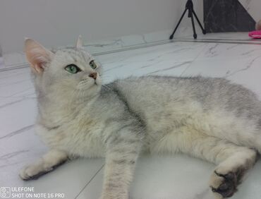 отдам в хорошие руки породистых котят: Dişi, Yaxşı əllərə, Ödənişli çatdırılma