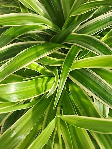 Ostale kućne biljke: Chlorophytum, velika,raskosna biljka sa prve slike je 3000 — 3