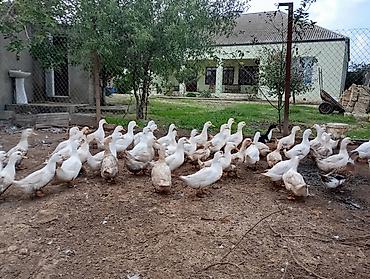 bulbul quşu: Pekin ordeyi satılır.5ay 10 gunlukdur.baxmaga şərait olmadığı üçün — 3