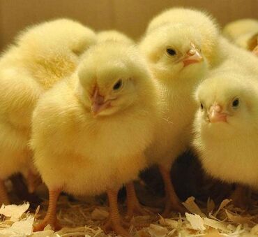 цыплята ломан браун купить: Продаю | Цыплята | Домашняя