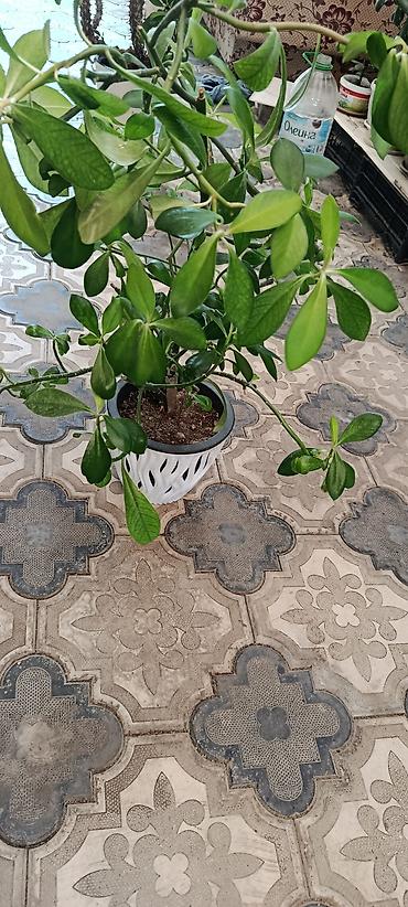 Бөлмө өсүмдүктөрү: Күзүндө үйгө батпай кала тургандыктан, өзүм кызыгып, сүйүү менен — 5