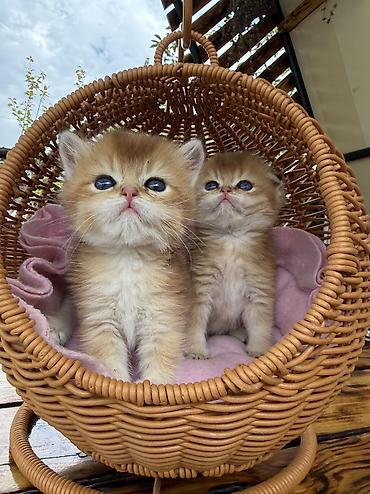 кошка веслоухий: Британская короткошёрстная, 1 месяц, Девочка, Золотая шиншилла, Приучена к лотку, Проглистована, С документами — 8