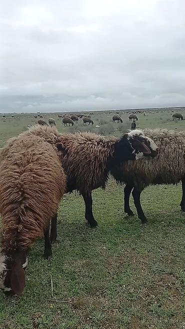 Mal-qara: Qoyun satılır – yerli qara başlı, qəhvəyi yunlu sürü heyvanı - — 8