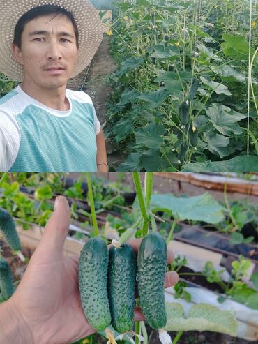 Теплицы: Ищу инвестора для масштабирования тепличного хозяйства и развития — 10