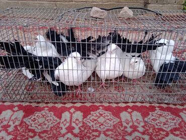 Птицы: Продаю, Чернохвостых Павлинов,проглистованы и.т.д.(пол) голубей не — 7