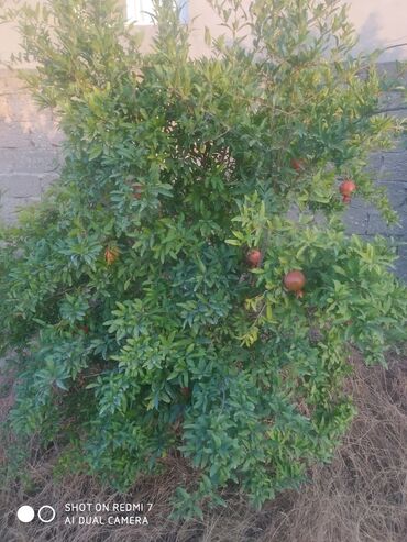 Ağaclar: Satıram . Nar ağacı kemsirin ve birde üzüm ağacı hər ikisi torpaq da — 5