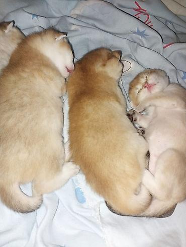 Pişiklər: Britan — 16