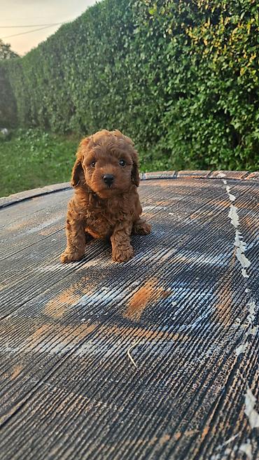 psi stenci prodaja: Dostupni štenci aprikot mini i crvene toy pudle 🐩 Od veoma — 1