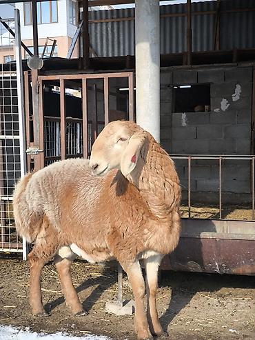 Баран, овца: Продаю | Ягненок, Баран (самец) | Арашан | Для разведения | Племенные at lalafo.kg — 6 Баран, овца: Продаю | Ягненок, Баран (самец) | Арашан | Для разведения | Племенные — 6