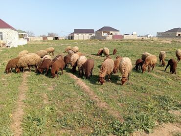 qoyun quzu: Dişi, Qala, il: 1, Ünvandan götürmə