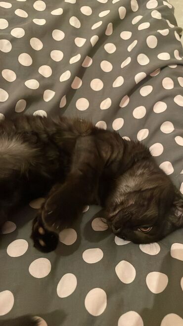 pişik qara: Şotland yastı qulaq, Yaxşı əllərə