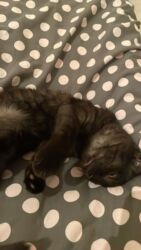 кошка шотландская цена: Şotland, Dişi lalafo.az -da кошка шотландская цена: Şotland, Dişi