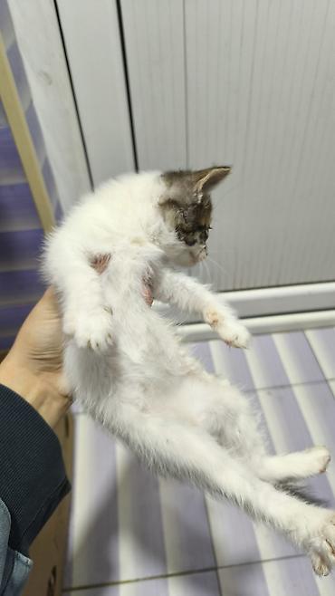 Pişiklər: Yaxşı əllərə — 7