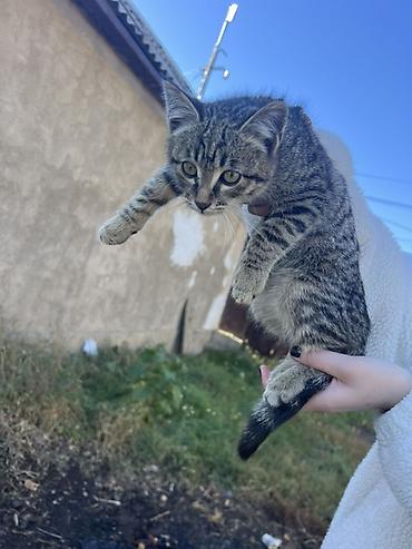 чёрные кошки: 4 месяца, Мальчик — 4
