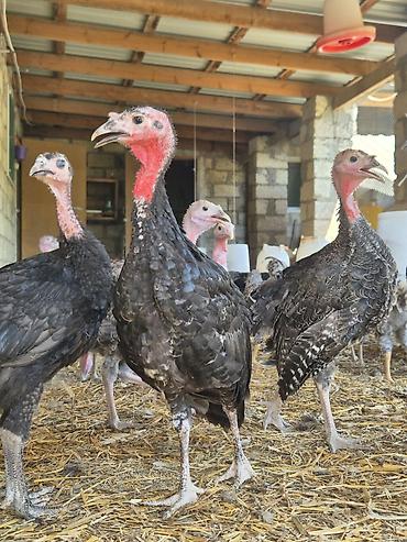 Dişi, Kanada, Damazlıq lalafo.az -da Dişi, Kanada, Damazlıq