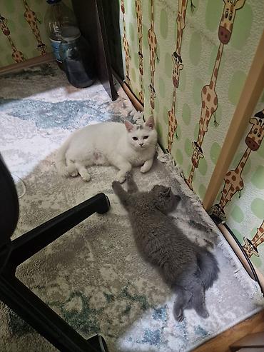 Pişiklər: Yaxşı əllərə — 1