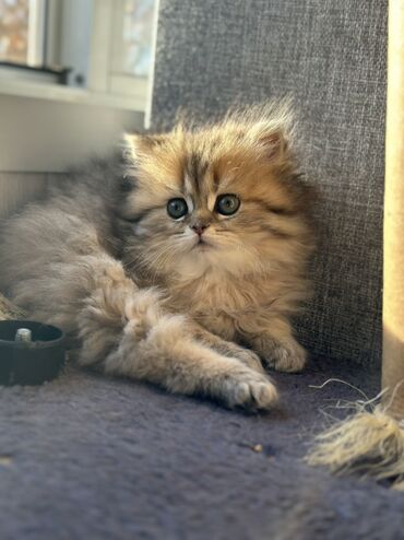 Pişiklər: Britan, Dişi, Yaxşı əllərə, Ünvandan götürmə, Pulsuz çatdırılma, Ödənişli çatdırılma — 6