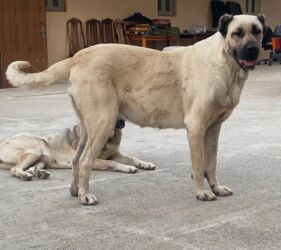 itler doberman: 3 il, Dişi, Ödənişli çatdırılma