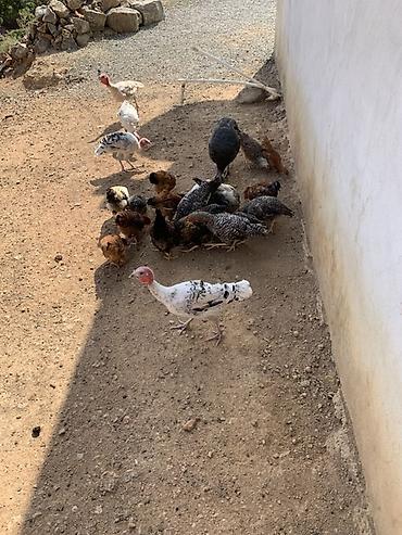 hinduşka balaları: Qarışıq ev quşları satılır - Hind toyuqları (hinduşka və paltarlı — 5