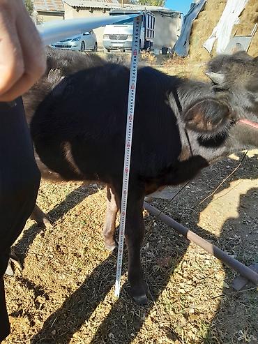 голштин телка: Продаю | Тёлка | Полукровка | На откорм | Привязанные — 2