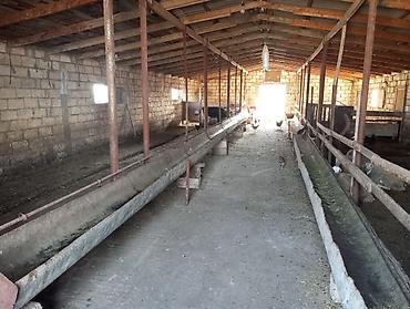 Kommersiya daşınmaz əmlakı: 12 sotun içində həyatyanı ferma satılır.70 baş iri buynuzlu mal — 5