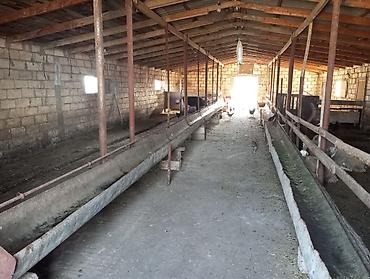 İcarəyə binalar: Ferma satılır ferma Xızı rayonu yeni yaşma kəndində yerləşir 12 sotun — 12