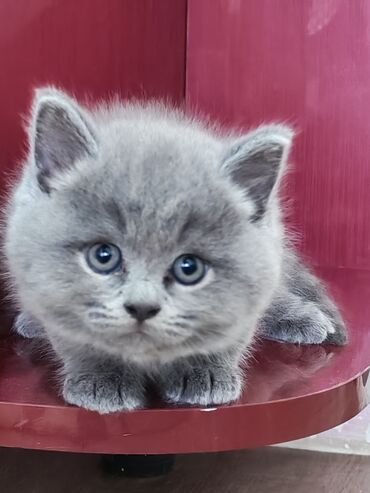 Pişiklər: Britan — 2