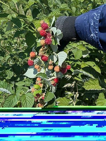 где можно купить семена нони: Саженцы малины сорт Геракл крупный сладкий долго плодоносят — 5