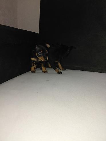 Продажа собак: Миниатюрный пинчер, 1 месяц, Самец, С прививкой — 11