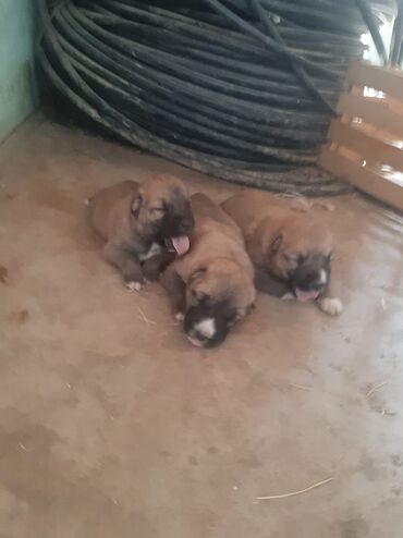 qoyun itləri: Kanqal, 1 ay, Erkek