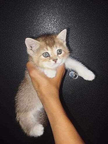 кошка токмок: Британ кыска жүндүү, 4 айлык, Ургаачы, Алтын шиншилла, Лотокко барууга үйрөтүлгөн, Курттардан тазаланган, Эмделген — 5