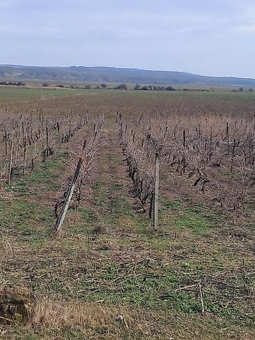 Torpaq sahələrinin satışı: 66 sot, Kənd təsərrüfatı — 4